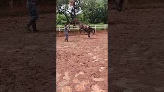 DOMA RACIONAL: potro quarto de milha de 2 anos #cavalo #doma #domaracional