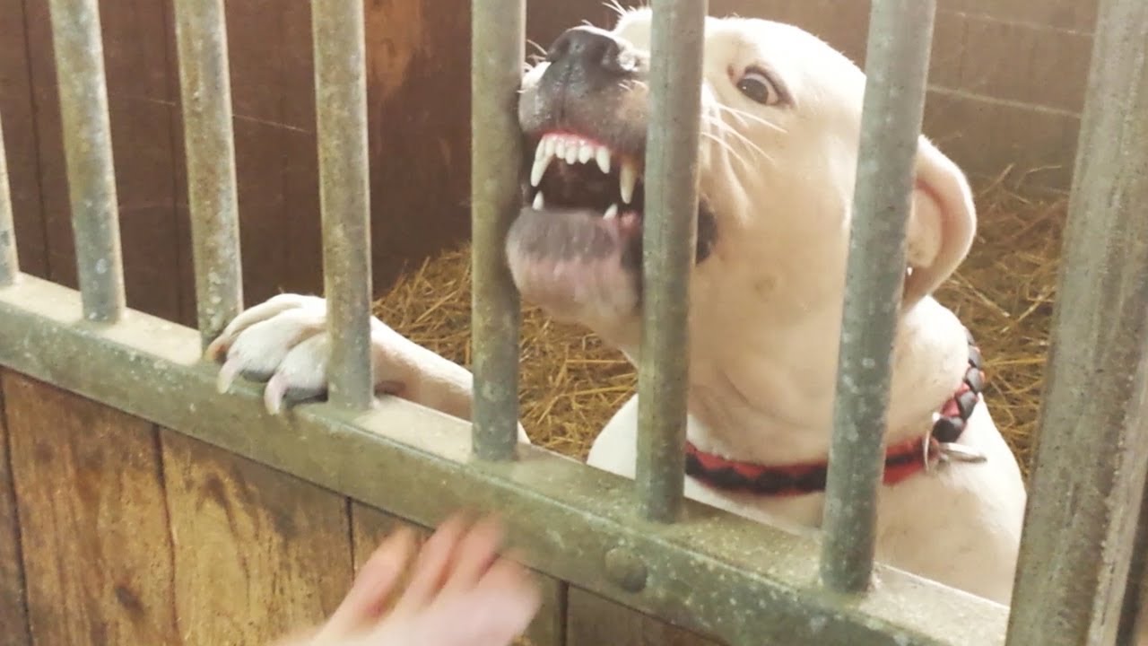 Giovanna, 2 anni - Dogo Argentino