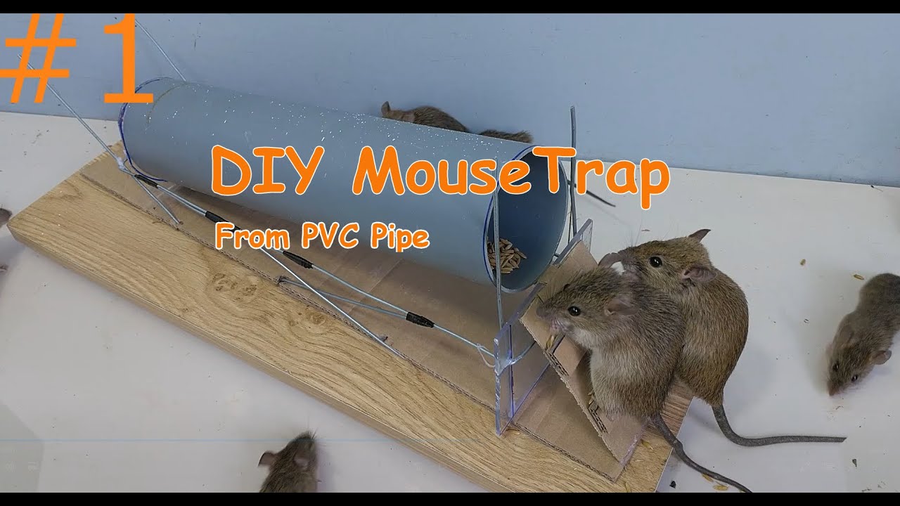 Best mousetrap idea / creative mouse trap from pvc pipe (full) 