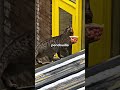 Le chat voleur de saucisses