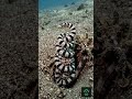 Octopus Movement and Survival Strategy