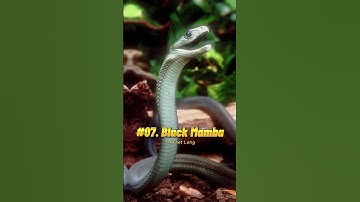 Top 10 Biggest Snakes in the World 🐍 #shorts #viral #trending #biggestsnake