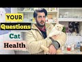 Persian Cat Health Problems | Cat in Heat issues | Major health issues in Cats