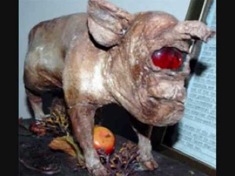 Weird Animals And Unknown Creatures Weird Animals And Unknown Creatures