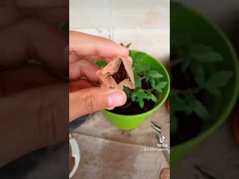 شوف عملت اية ب تفل الشاي      