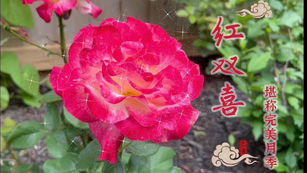 double delight rose 红双喜，最美最香就是她！English subtitle included.坐标多伦多