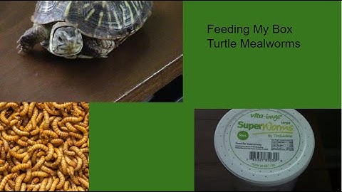 Feeding My Box Turtle Mealworms