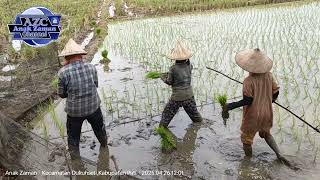 PAJAK MUNGGAH YU PAINAH KLENGGAK || Petani Ilune Mbrebes Mili