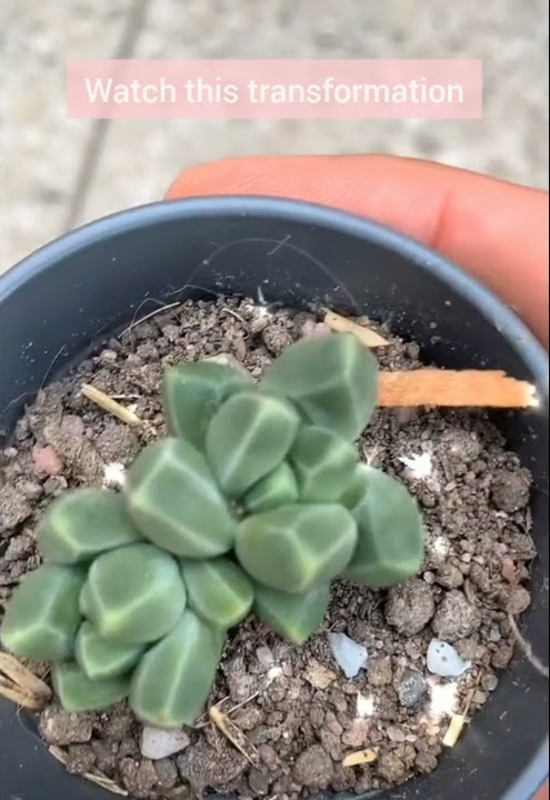 Pachyveria Succulent EP 138/1000