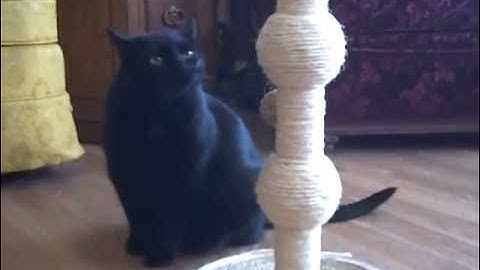 My Fat Young male Cat, Barrel aka dirt, eatting catnip,on scratching post