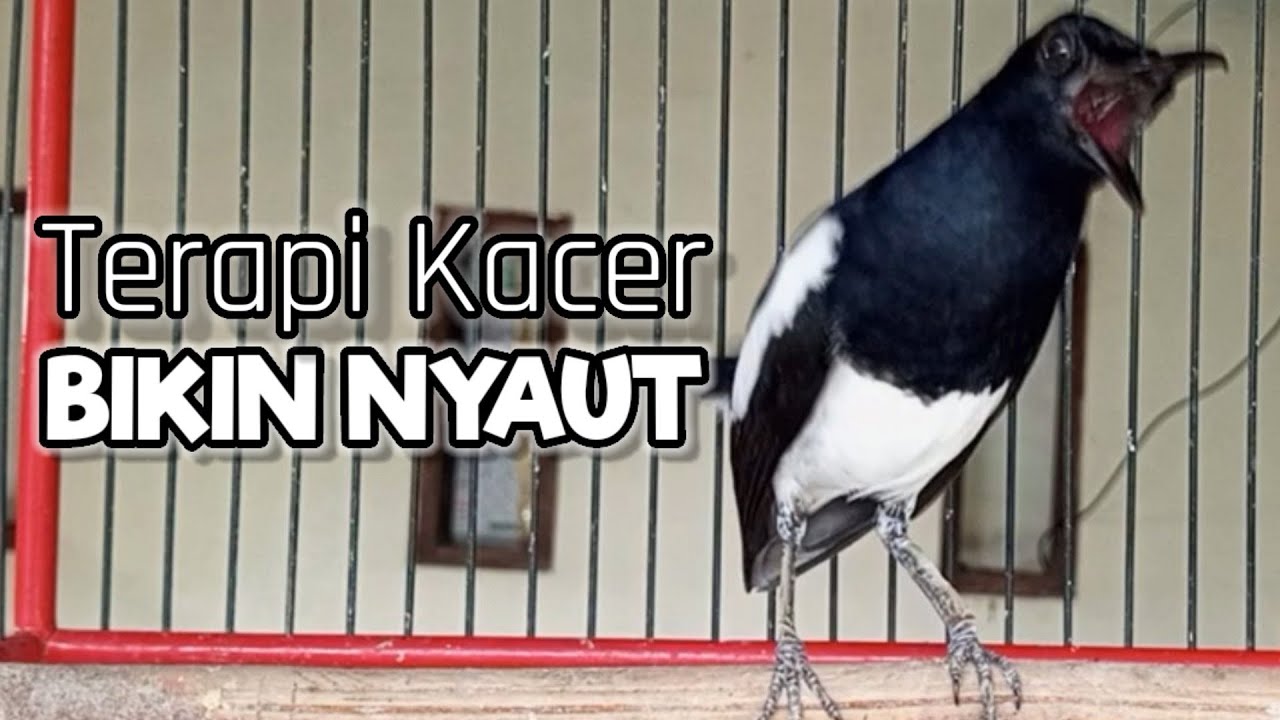 PANCINGAN KACER NGEPLONG SANTAI BIKIN KACER MACET MALAS BUNYI, BAHAN LANGSUNG NYAUT GACOR !