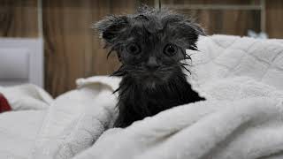 First bath for street kitten / without making it to scared