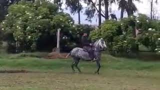 De la mora me enamoro. Revelación de Villa Catalina hija de Rey VI de la Trocha Fc x Tronadora de Vi