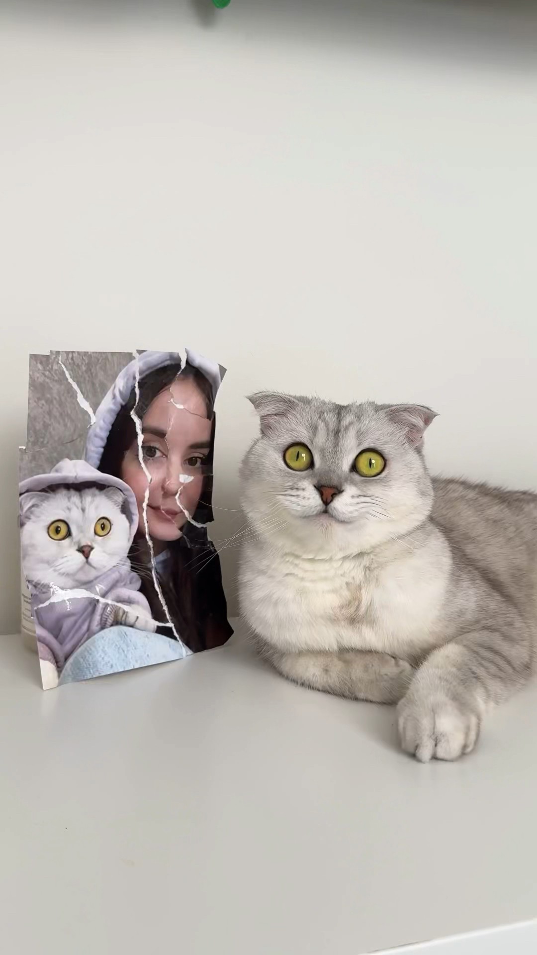 ? #cat #cats