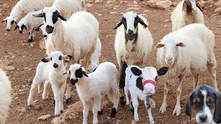 Mysterious farm animals, cats, goats, dogs, animals, sheep, chicks, cow, chicken sound
