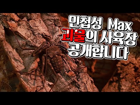 한국바퀴벌레는 애교입니다ㅋㅋ 민첩성max 거대벌레  <strong>40마리</strong> 사육장 대공개