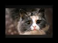 Season 12 Episode 12 Cheetah Simulator 2017 All Guys Sound Effects