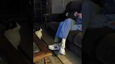 Cat fetching