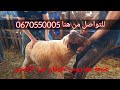 ضيعة موذروس لخرفان عيد الأضحى المبارك ببني سيدال الجبل للتواصل 0670550005 الثمن 3700 و 4700 درهم ضيعة موذروس لخرفان عيد الأضحى المبارك ببني سيدال الجبل للتواصل 0670550005 الثمن 3700 و 4700 درهم