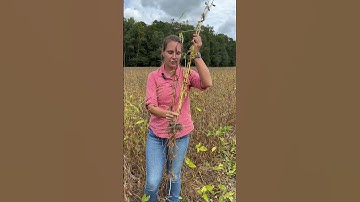 Deer Damage in Soybeans
