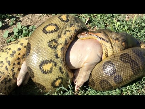 Video: Hvordan udvider slanger deres kæber?
