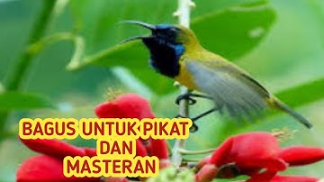 Cukup 1 menit,  Sogon langsung nyaut gacor di jamin ok | master sogok otong | Pikat dan Masteran