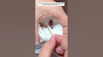 This Man Found Two Strange Eggs And Brought Them Home To Hatch Then 