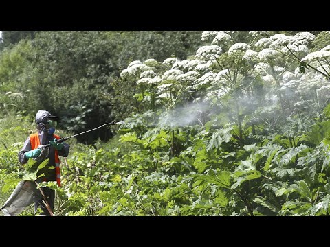 В Беларуси началась борьба с борщевиком Сосновского