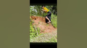 Đào hang rắn hổ mang hốt trọn ổ trứng rắn #snake ￼