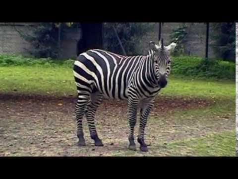 Wideo: Co je zebra?