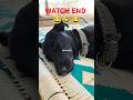 #dog #dogshorts #dogs #shortvideo #shortsfeed #shorts #short #love #nature #funny #fyp #tamil #fyp