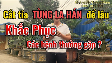 CẮT TỈA TÙNG LA HÁN ĐỂ LÂU | KHẮC PHỤC CÁC BỆNH THƯỜNG GẶP ? | NHAVUONTHANHNAM