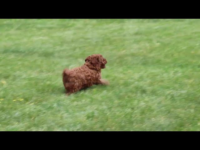 Princess video thumbnail