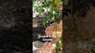 Snakes In My Garden