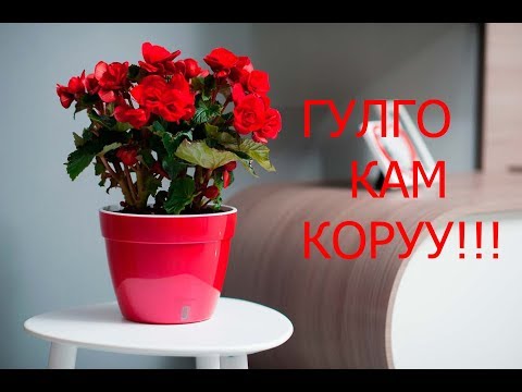 Video: Coleus - жасалгалоочу чалкан