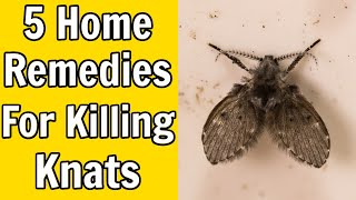 5 Home Remedies For Killing Gnats