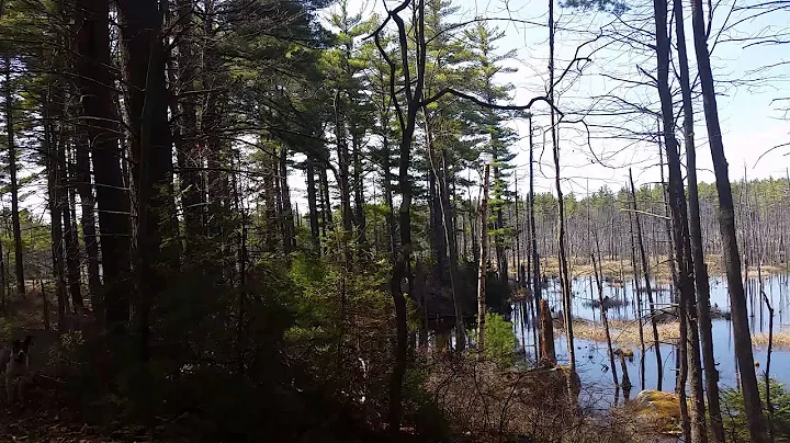 Geese and a beautiful spring forest.