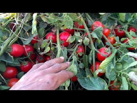 لماذا تصويم الطماطم عن المياه لفترة طويلة