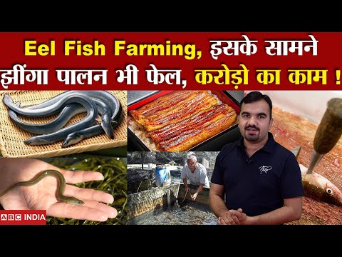 Eel Fish Farming | Best Earning Business | Best Agriculture Model For India | Most Expensive Fish