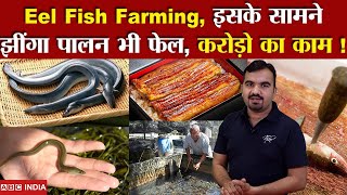 Eel Fish Farming | Best Earning Business | Best Agriculture Model For India | Most Expensive Fish |