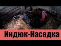 Индюк высиживает яйца. Видео 1: Как усаживали