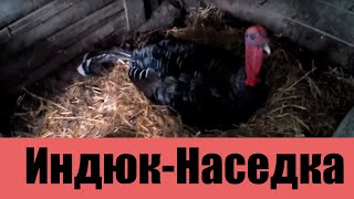 Индюк высиживает яйца. Видео 1: Как усаживали Индюк высиживает яйца. Видео 1: Как усаживали