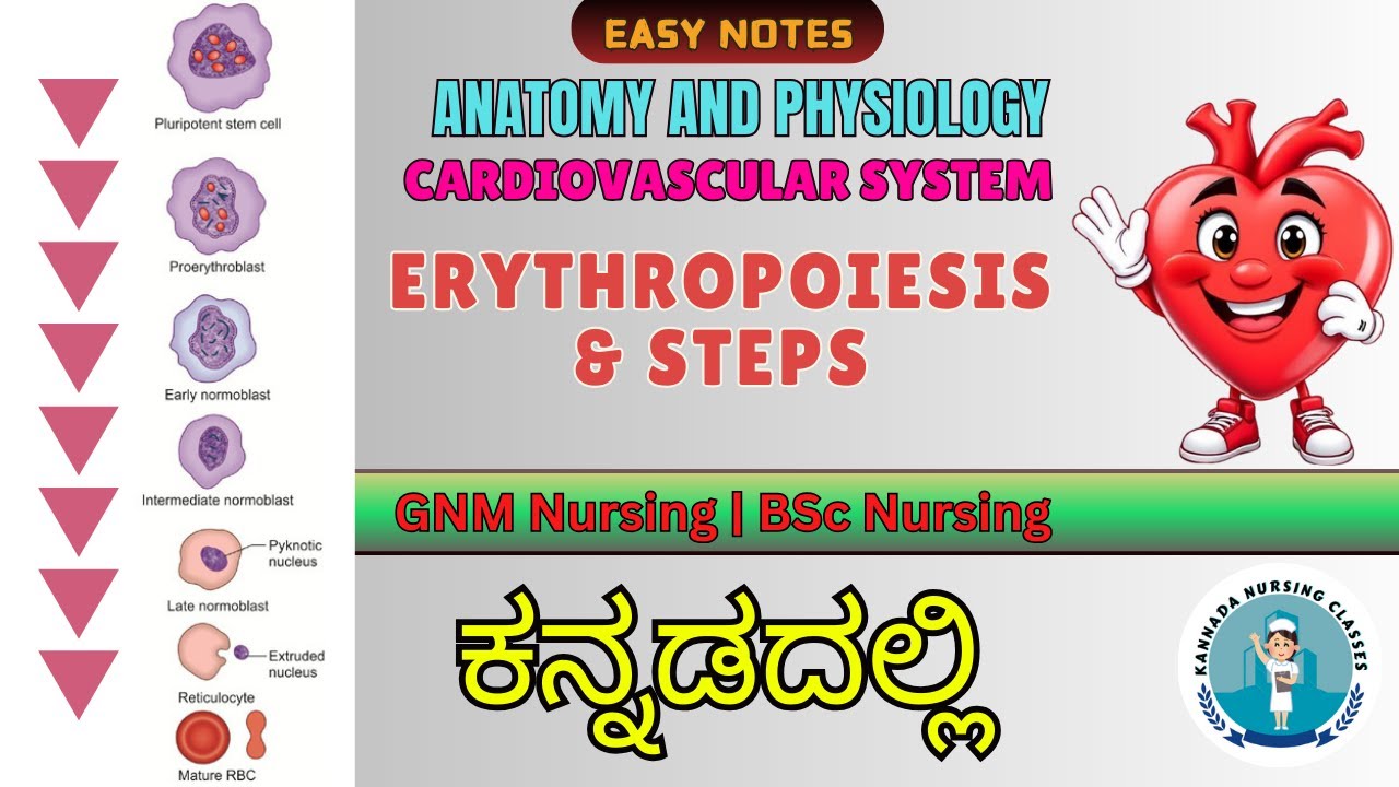 Erythropoiesis In Kannada | Red Blood Cells In Kannada | Cardiovascular System In Kannada