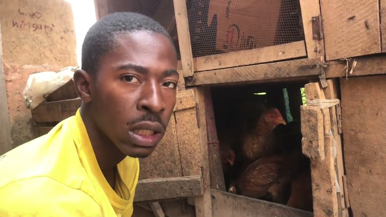 Ubworozi bwi nkoko zitanga amagi