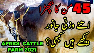 Afridi Cattle Farm 2021 Collection Part 1 | Cattle Market Karachi | Bakra Eid 2021 | Qurbani Cows