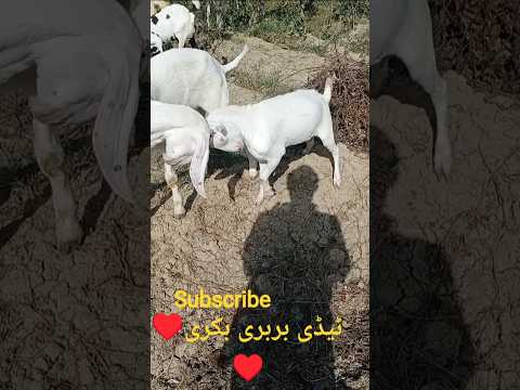 Arif Tv Comedy Taidi Barbri Bakri Shortvideos