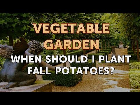 Video: Siderata For Potatoes: Which Is Better To Sow In Autumn And Spring? How To Plant Rye And Oats After Potatoes?