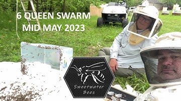 Beekeeping 23-13 - Mid May 2023  - 6 Queen Swarm