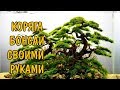 КАК СДЕЛАТЬ КОРЯГУ БОНСАИ СВОИМИ РУКАМИ. HOW TO MAKE A DRIFTWOOD BONSAI DIY