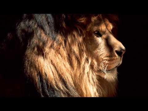 Vortek - Lion